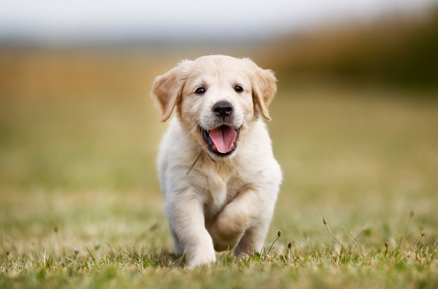 Лечение фарингита у собаки в ветеринарной клинике Живаго: признаки, как лечить